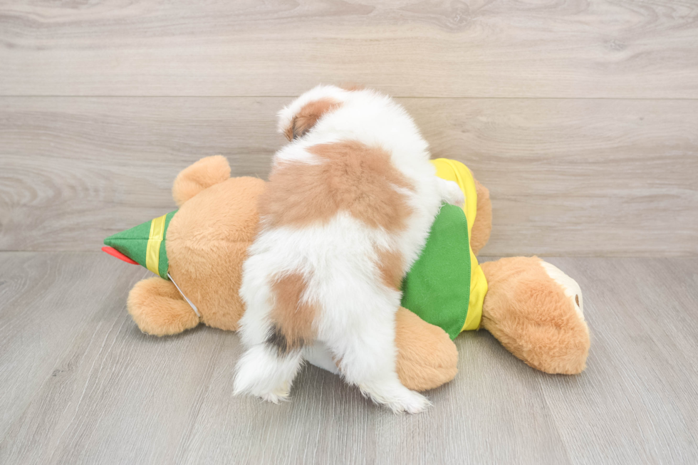 Small Shih Pom Baby