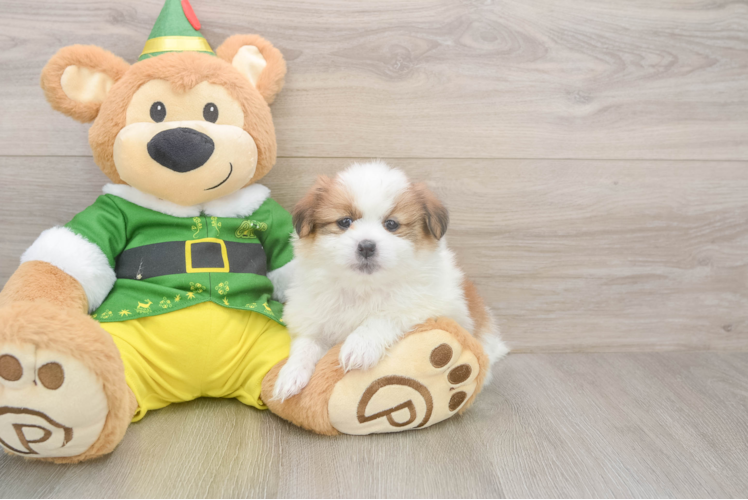 Fluffy Shih Pom Designer Pup