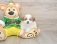 5 week old Shih Pom Puppy For Sale - Premier Pups
