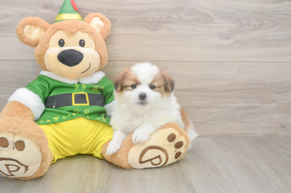 5 week old Shih Pom Puppy For Sale - Premier Pups