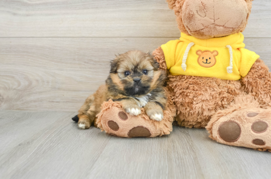 Adorable Pomtzu Designer Puppy