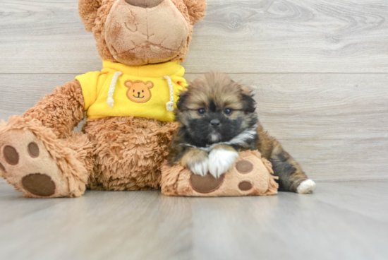 Shih Pom Puppy for Adoption