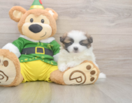 5 week old Shih Pom Puppy For Sale - Premier Pups