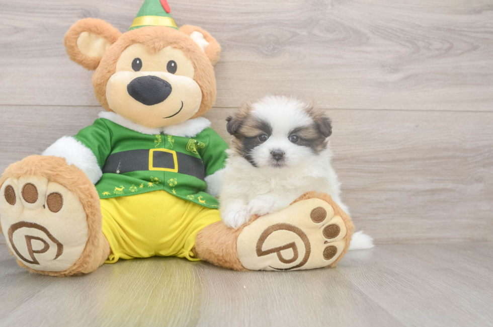 5 week old Shih Pom Puppy For Sale - Premier Pups