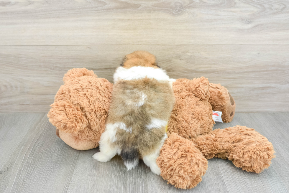 Funny Shih Pom Designer Pup