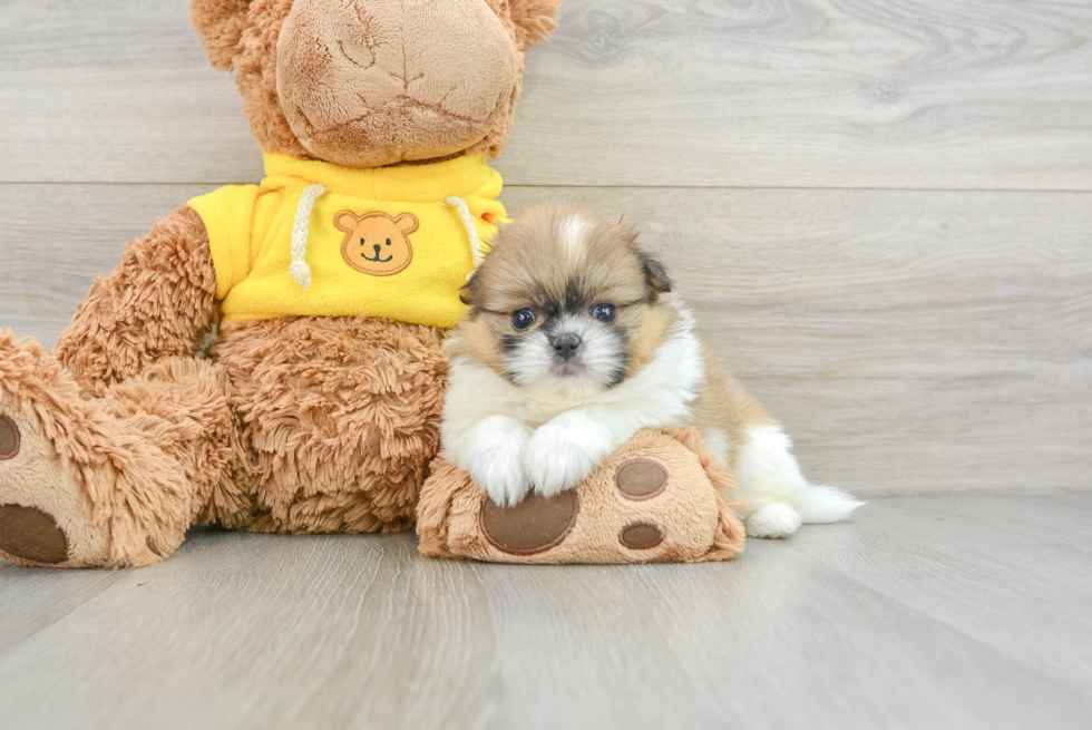 Shih Pom Puppy for Adoption