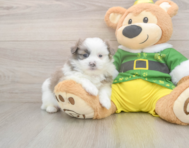 5 week old Shih Pom Puppy For Sale - Premier Pups