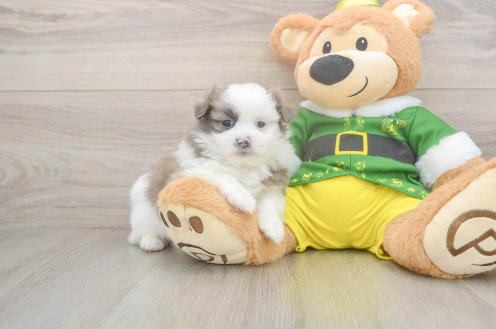 5 week old Shih Pom Puppy For Sale - Premier Pups