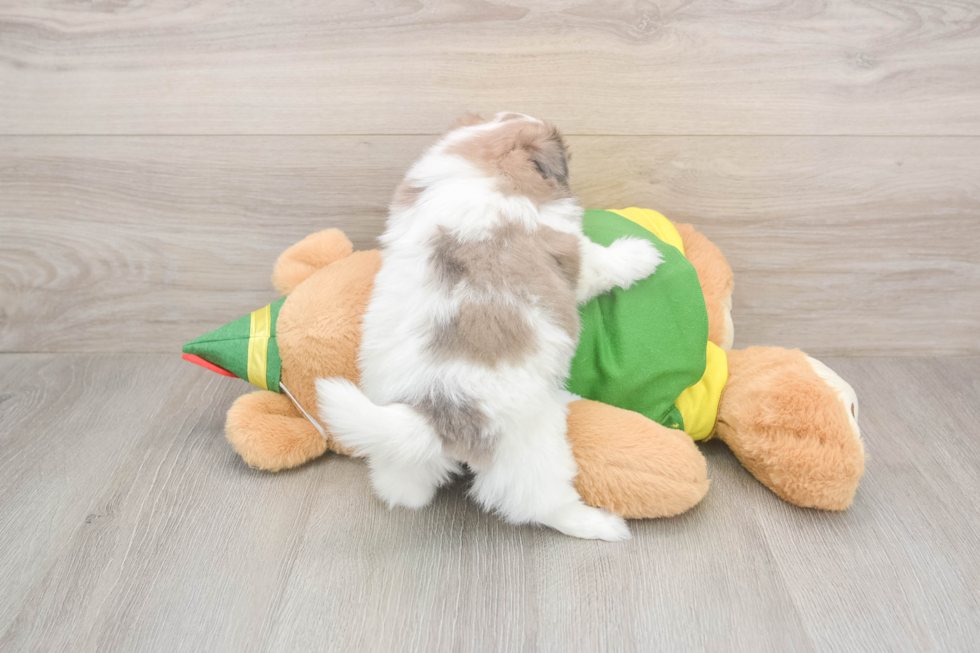 Petite Shih Pom Designer Pup