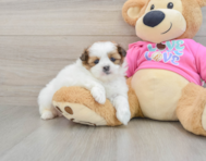 5 week old Shih Pom Puppy For Sale - Premier Pups