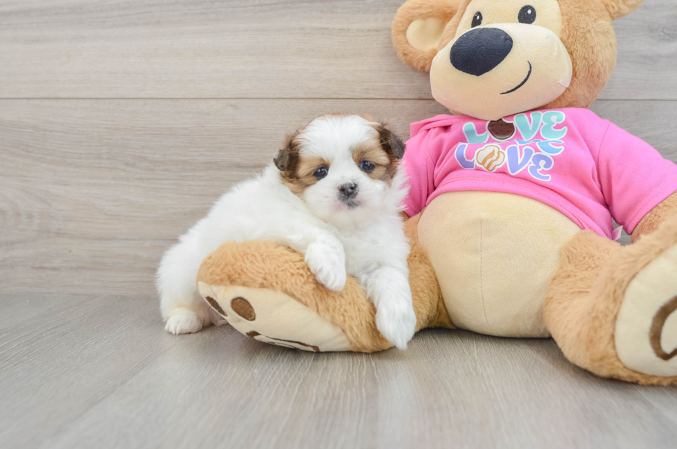 5 week old Shih Pom Puppy For Sale - Premier Pups