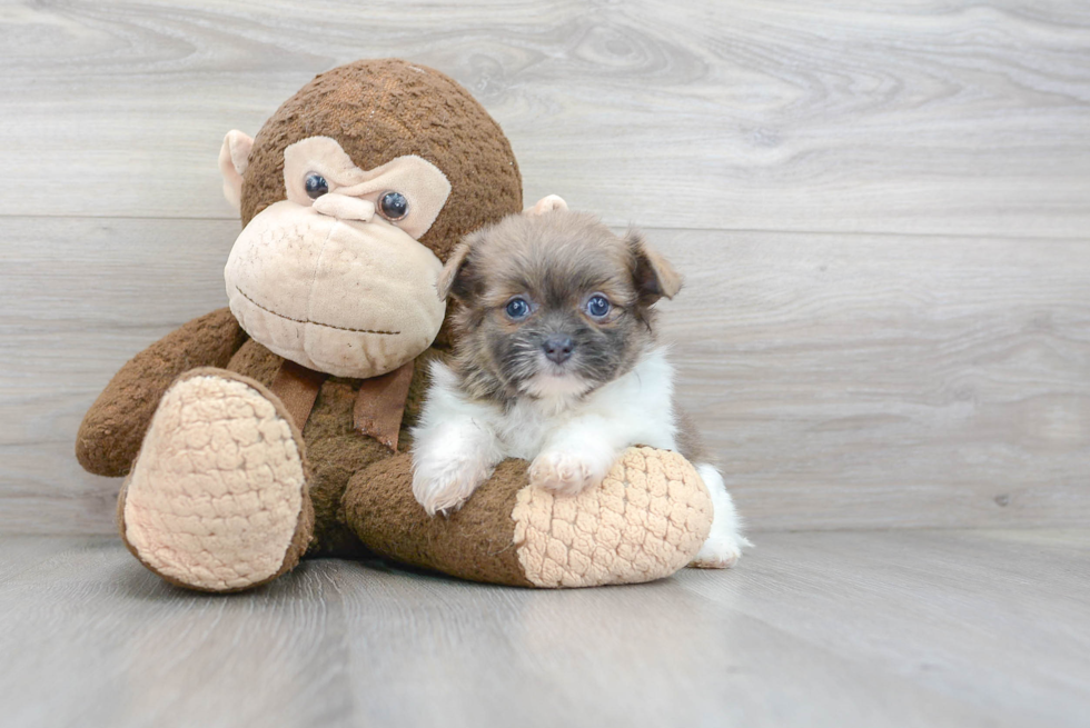 Shih Pom Puppy for Adoption