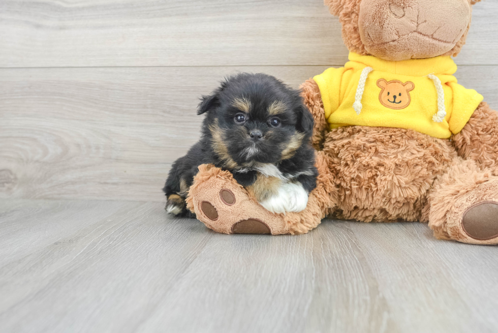 Shih Pom Pup Being Cute