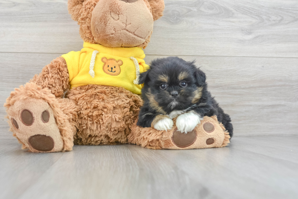 Adorable Pom Tzu Designer Puppy