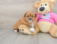 5 week old Shih Pom Puppy For Sale - Premier Pups