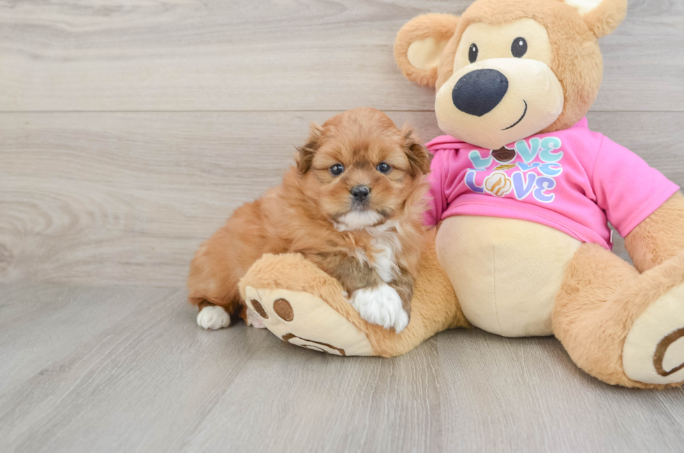 5 week old Shih Pom Puppy For Sale - Premier Pups