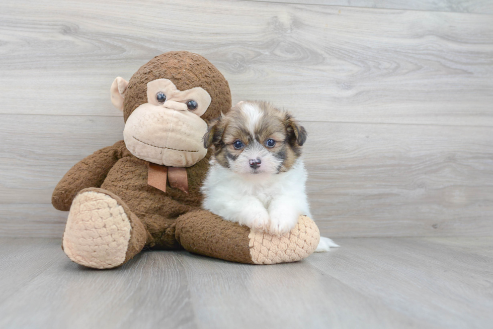 Shih Pom Pup Being Cute