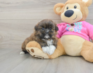 5 week old Shih Pom Puppy For Sale - Premier Pups