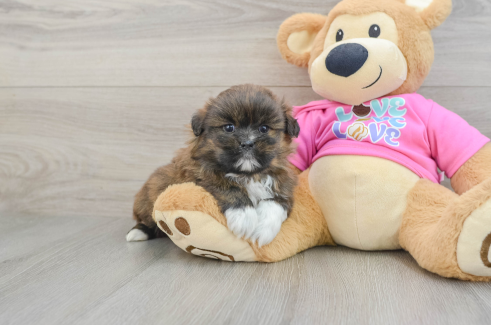5 week old Shih Pom Puppy For Sale - Premier Pups