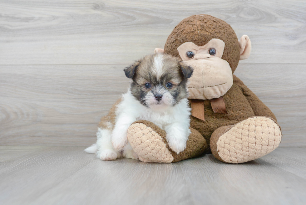 Best Shih Pom Baby