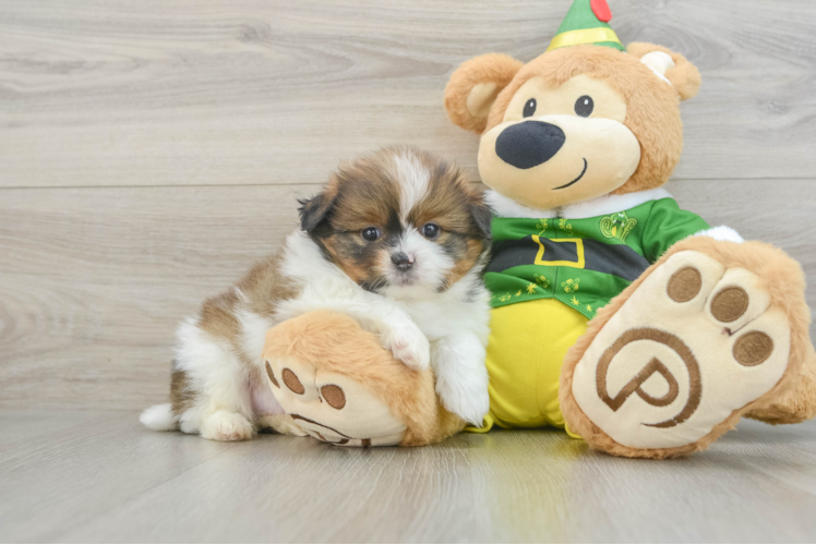 Shih Pom Puppy for Adoption