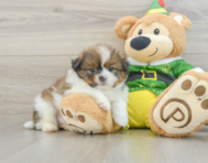 5 week old Shih Pom Puppy For Sale - Premier Pups