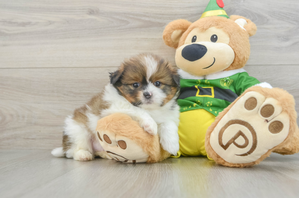 6 week old Shih Pom Puppy For Sale - Premier Pups