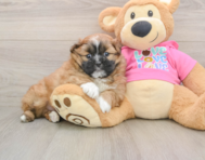 6 week old Shih Pom Puppy For Sale - Premier Pups