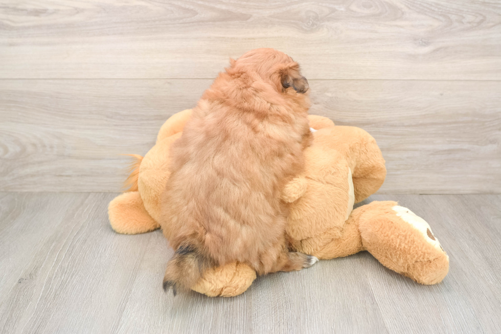 Shih Pom Pup Being Cute