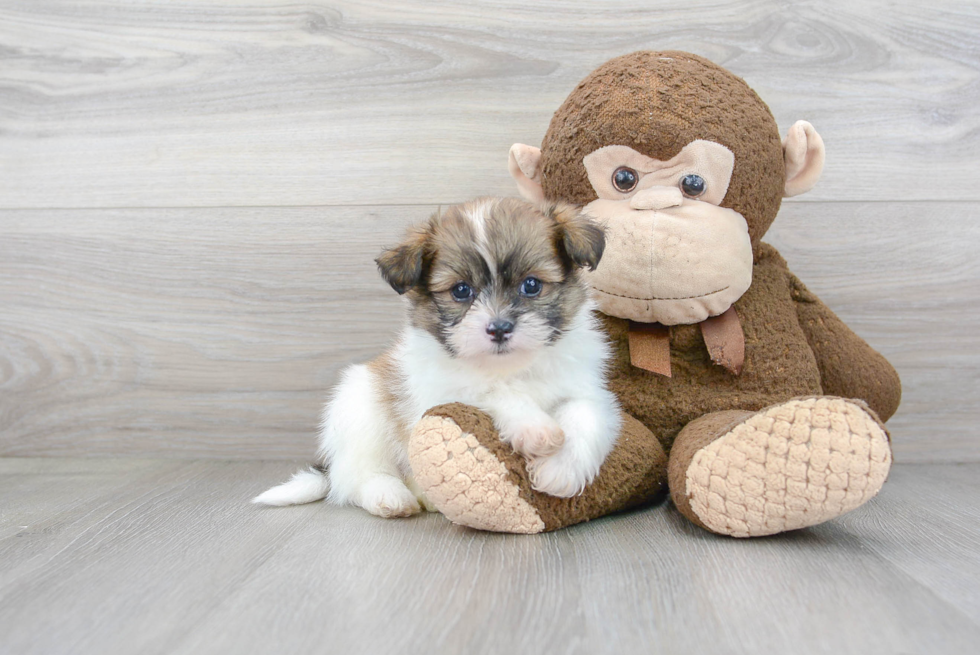 Shih Pom Puppy for Adoption