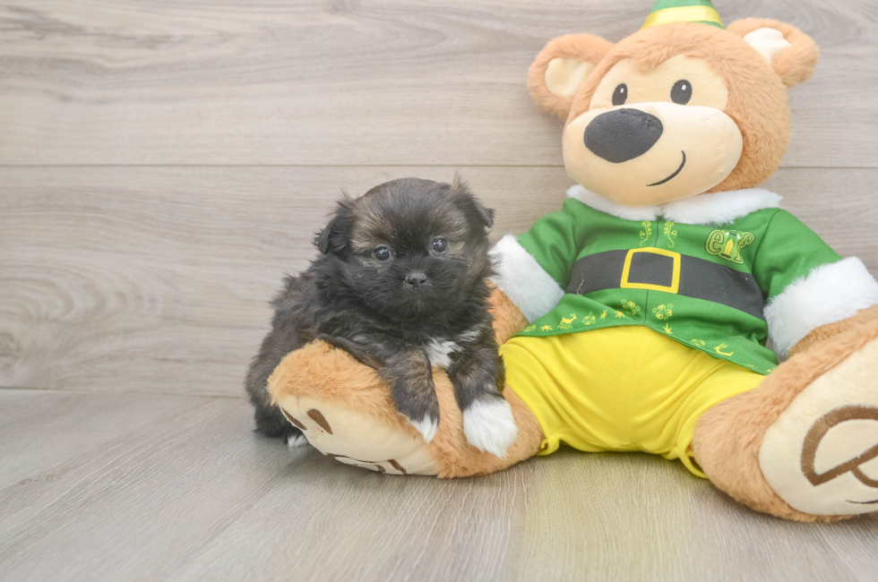 5 week old Shih Pom Puppy For Sale - Premier Pups