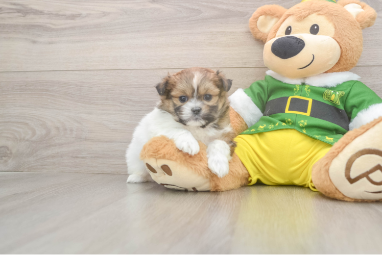 Cute Shih Pom Baby