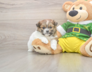 5 week old Shih Pom Puppy For Sale - Premier Pups