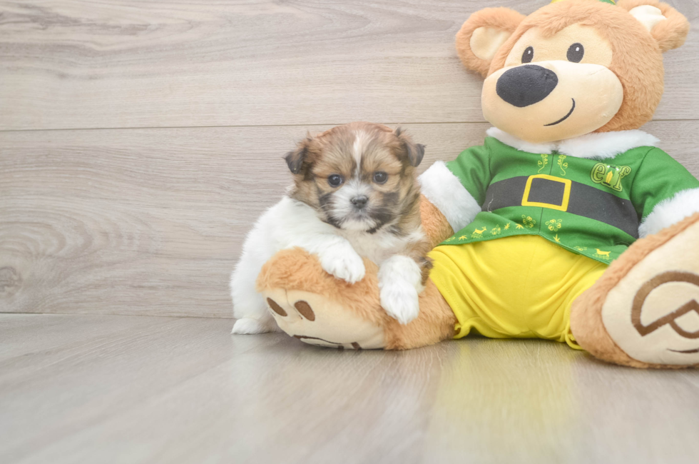 5 week old Shih Pom Puppy For Sale - Premier Pups
