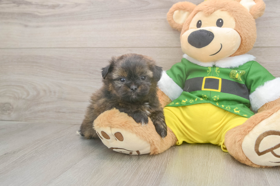 5 week old Shih Pom Puppy For Sale - Premier Pups