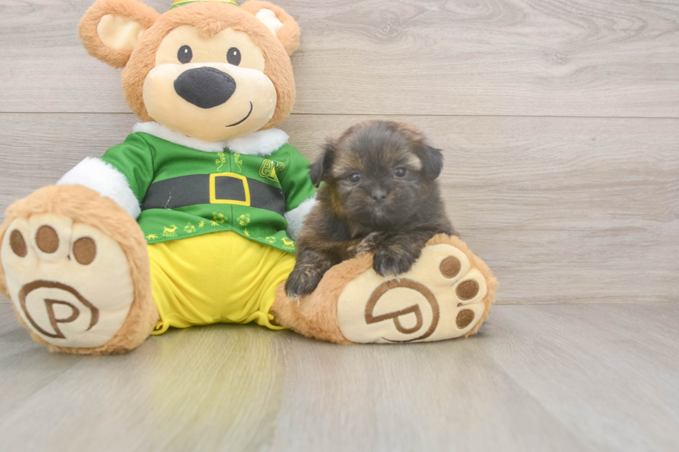 Little Shipom Designer Puppy