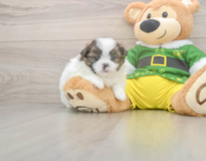 5 week old Shih Pom Puppy For Sale - Premier Pups