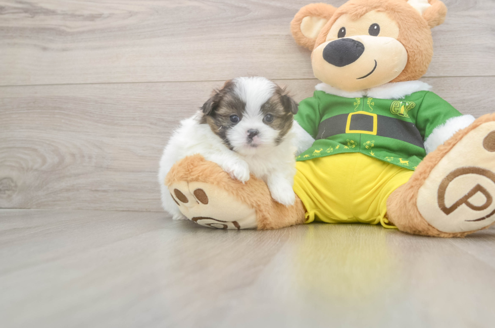 5 week old Shih Pom Puppy For Sale - Premier Pups