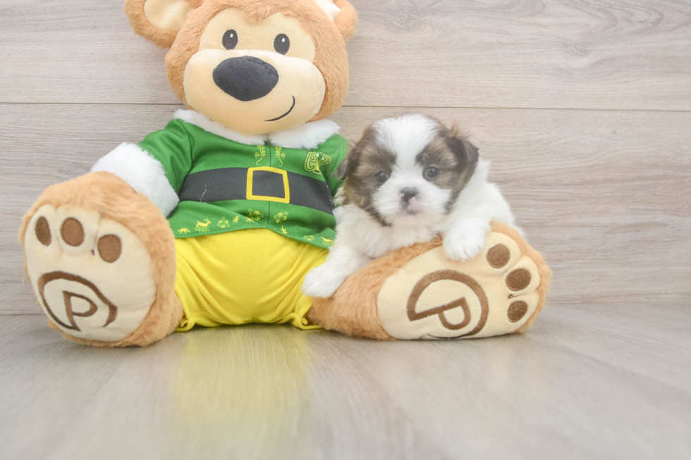Shih Pom Pup Being Cute