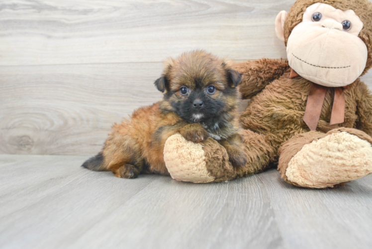 Petite Shih Pom Designer Pup