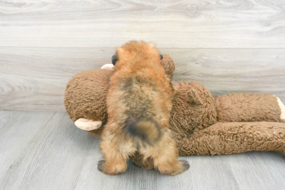 Shih Pom Pup Being Cute