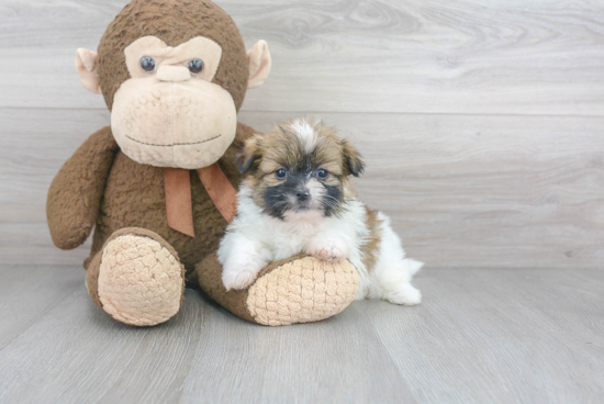 Shih Pom Pup Being Cute