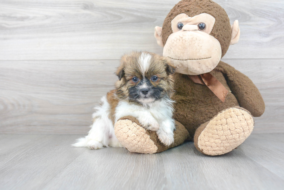 Smart Shih Pom Designer Pup