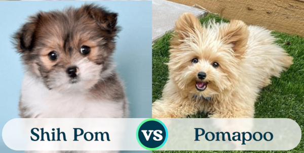 Shih Pom vs Pomapoo: Breed Comparison - Premier Pups