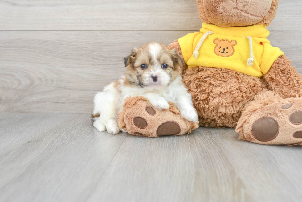 Shih Pom Pup Being Cute