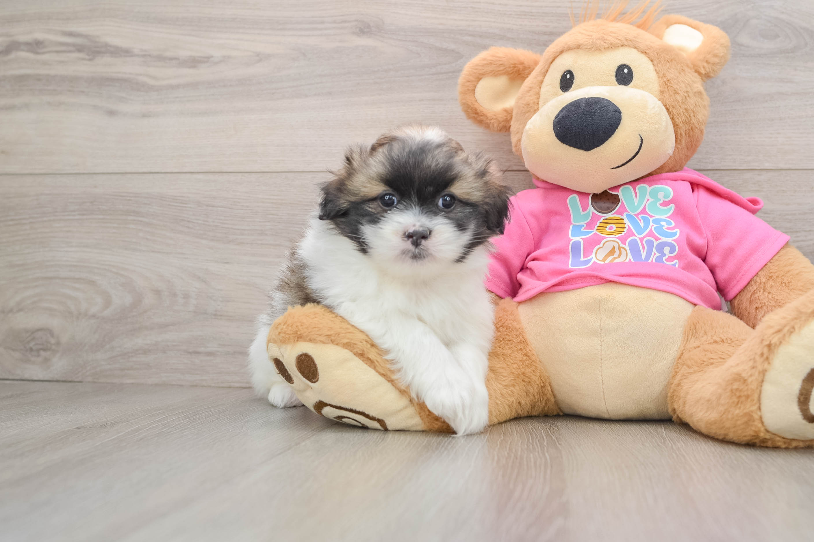 Funny Shih Pom Designer Pup