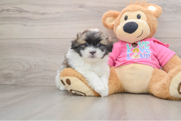 Funny Shih Pom Designer Pup
