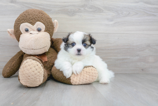 Shih Pom Pup Being Cute