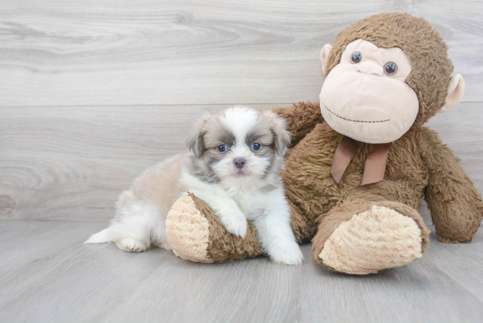 Shih Pom Pup Being Cute