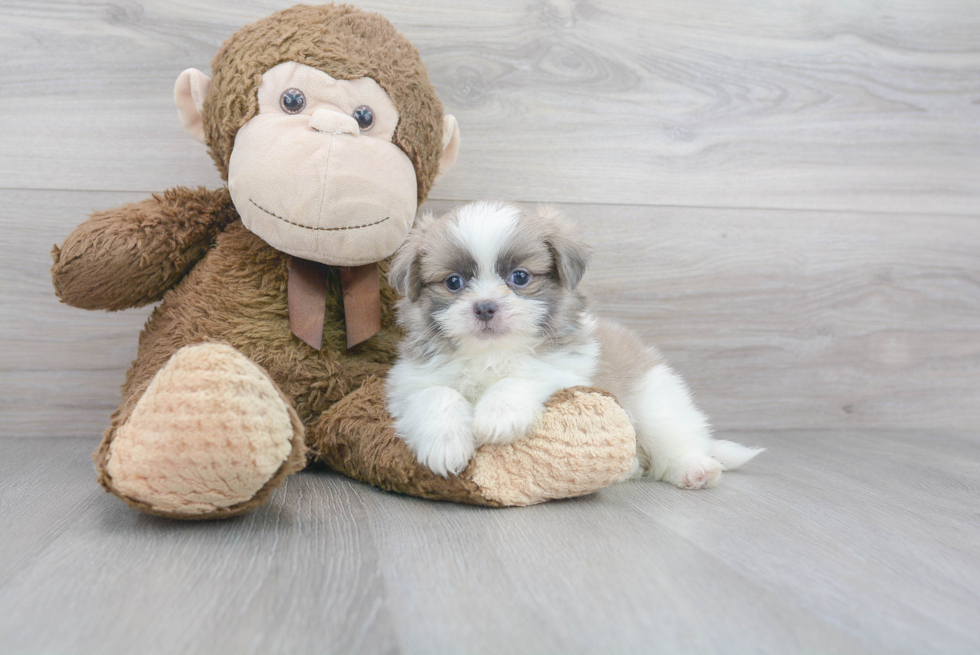 Best Shih Pom Baby